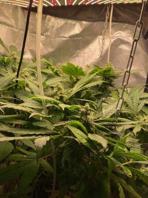 IZI AK47 Fem Indoor. Week 13