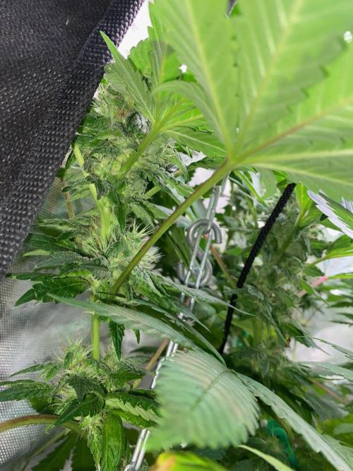 IZI AK47 Fem Indoor. Week 13
