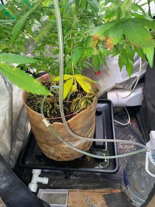 IZI AK47 Fem Indoor. Week 13