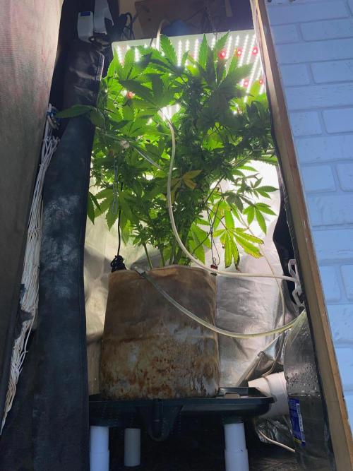 IZI AK47 Fem Indoor. Week 13