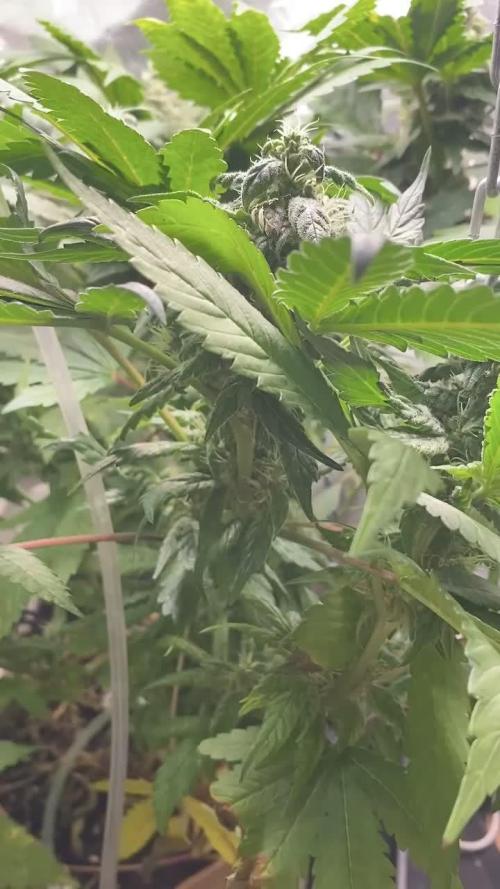 IZI AK47 Fem Indoor