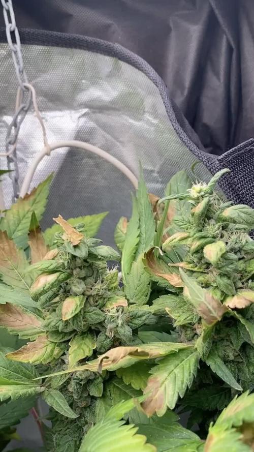 IZI AK47 Fem Indoor