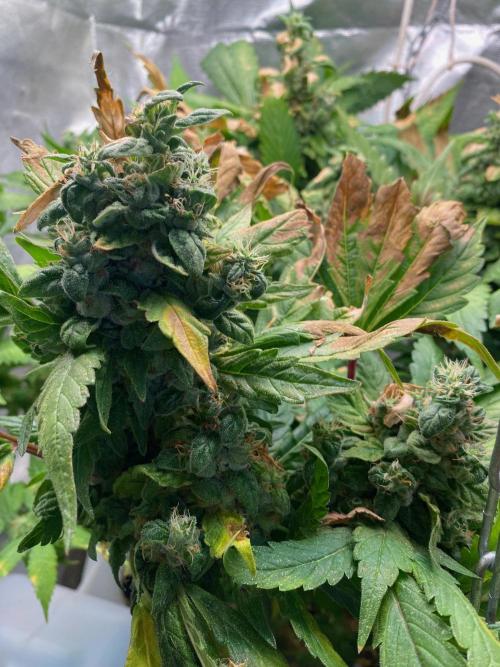 IZI AK47 Fem Indoor. Week 16