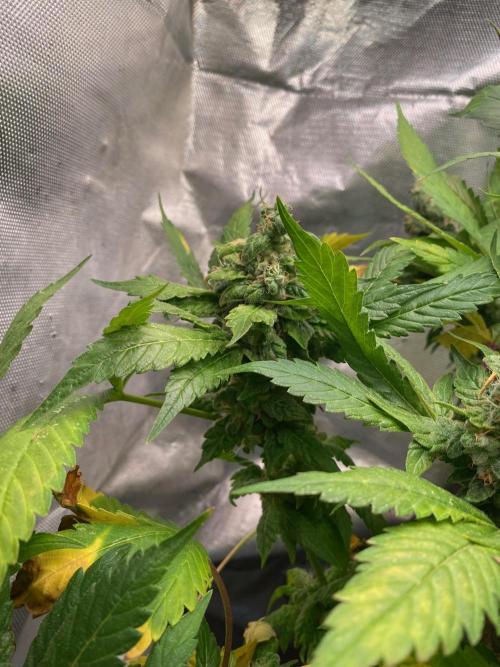 IZI AK47 Fem Indoor. Week 16
