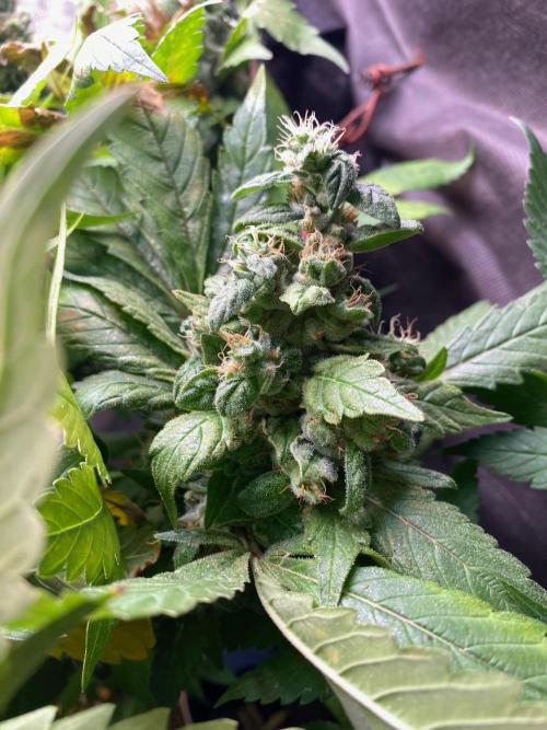 IZI AK47 Fem Indoor. Week 16