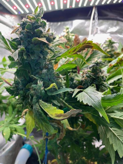 Ak 47 Ultra. Week 16