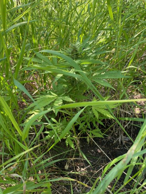 SweetSeeds x Simplex giwevay in Outdoor. Week 9