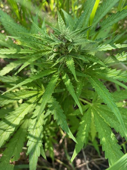 SweetSeeds x Simplex giwevay in Outdoor. Week 9