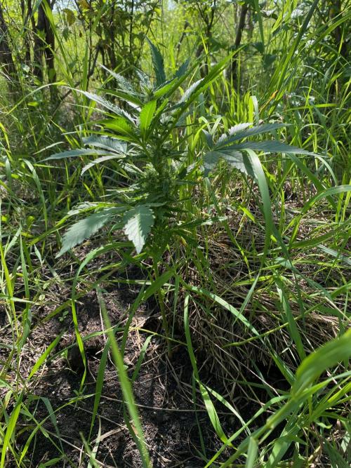 SweetSeeds x Simplex giwevay in Outdoor. Week 9