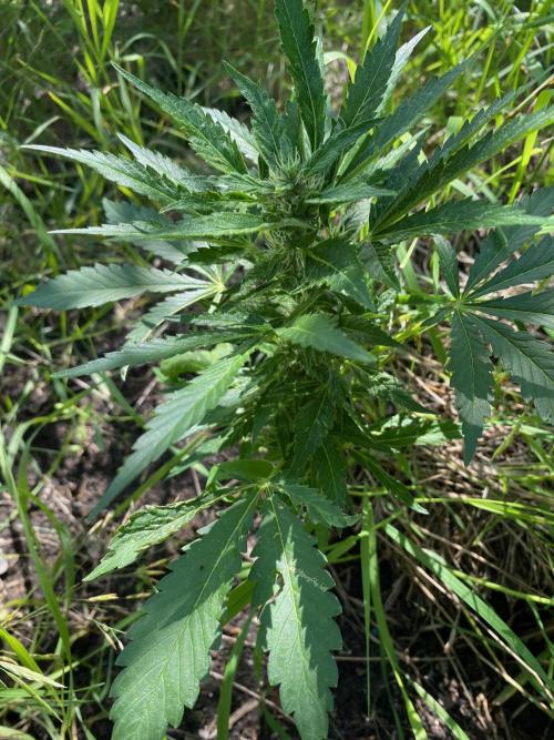 SweetSeeds x Simplex giwevay in Outdoor. Week 9