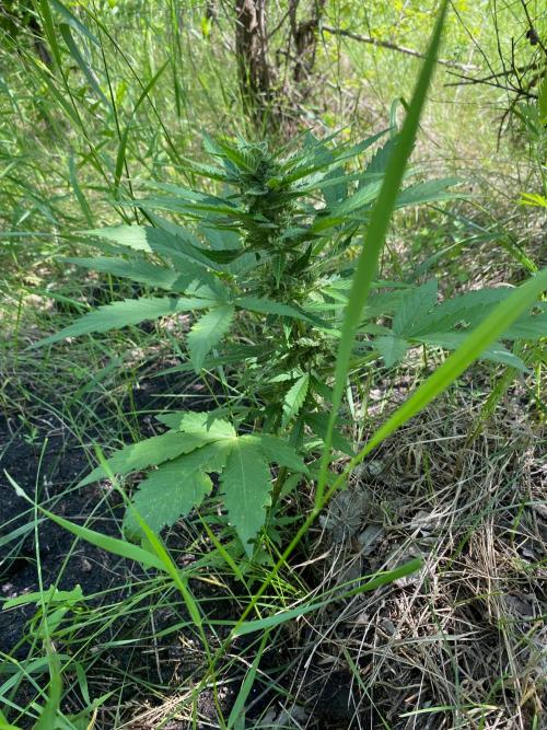 SweetSeeds x Simplex giwevay in Outdoor. Week 9