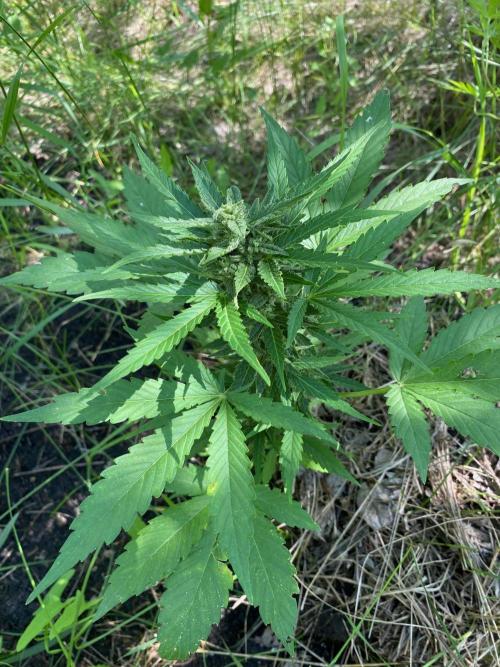 SweetSeeds x Simplex giwevay in Outdoor. Week 9