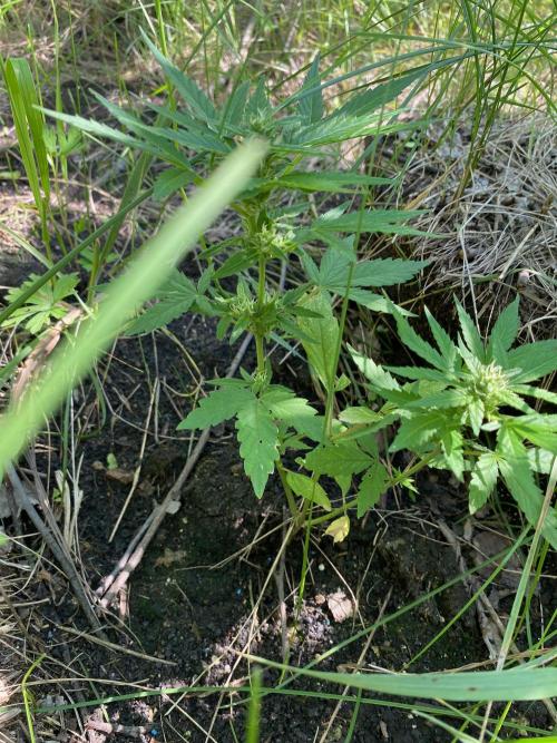 SweetSeeds x Simplex giwevay in Outdoor. Week 9