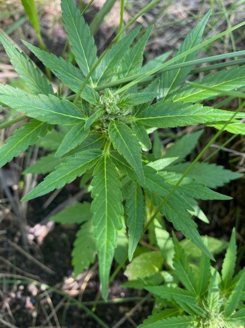 SweetSeeds x Simplex giwevay in Outdoor. Week 9