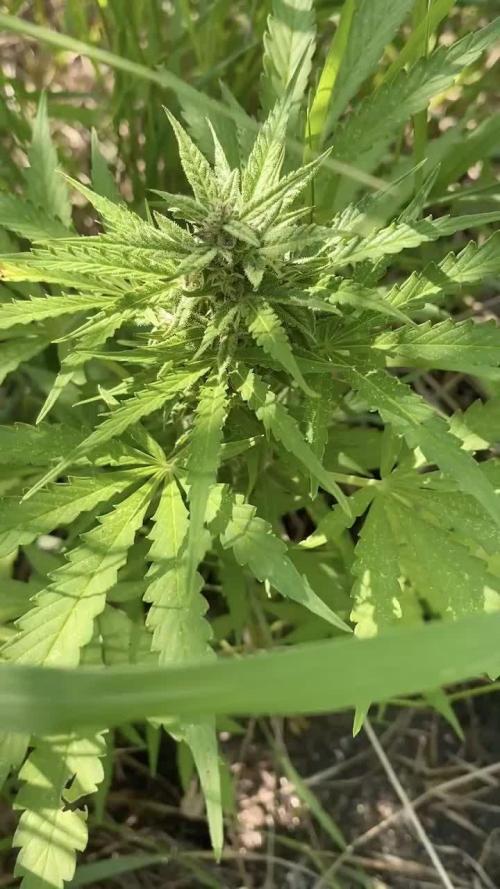 SweetSeeds x Simplex giwevay in Outdoor