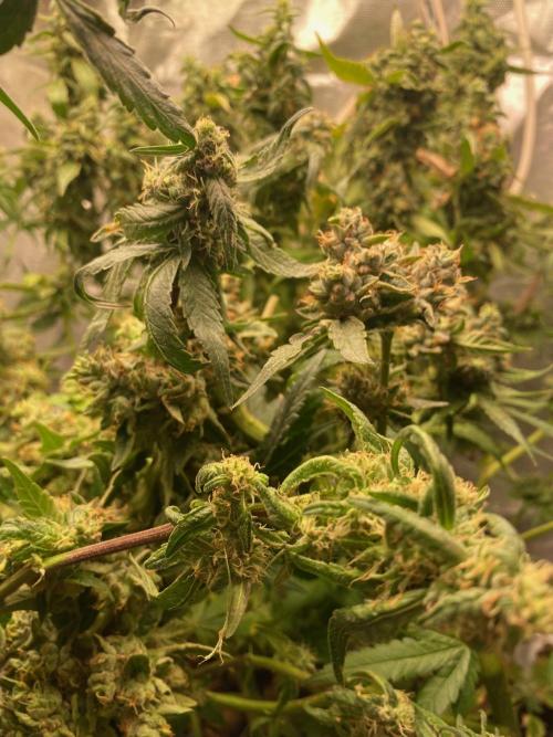 BlackMamba #42 tester. Week 13