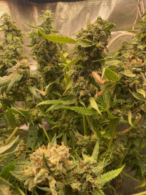 BlackMamba #42 tester. Week 13