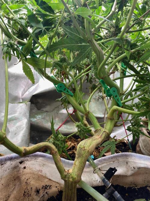 BlackMamba #42 tester. Week 13