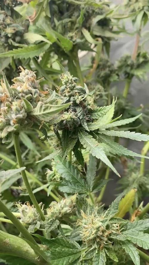 BlackMamba #42 tester