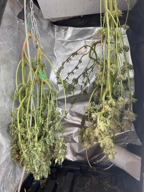 BlackMamba #42 tester. Week 14