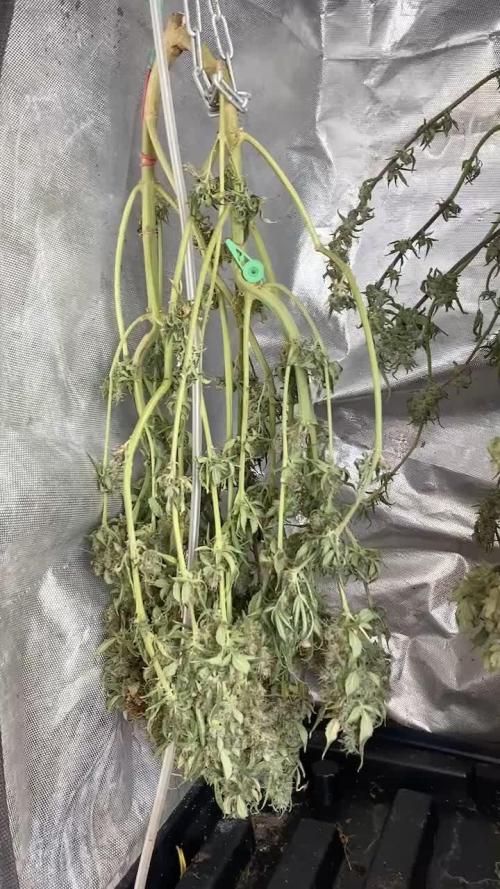 BlackMamba #42 tester
