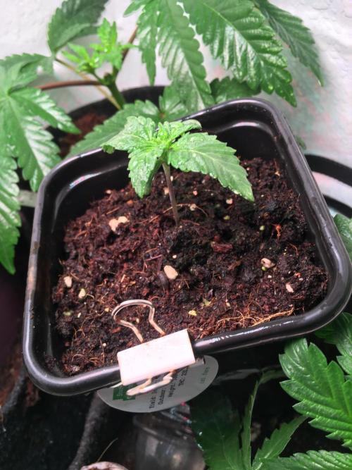 IZI Sour Blues Test seeds. Week 2