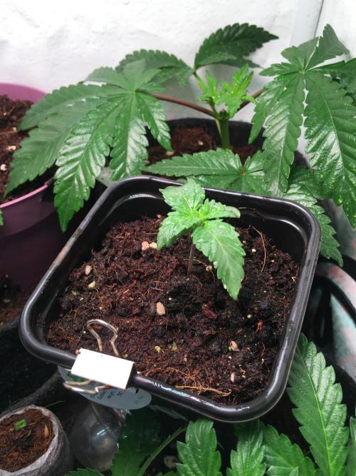 IZI Sour Blues Test seeds. Week 2