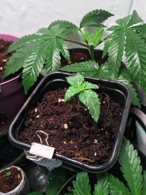 IZI Sour Blues Test seeds. Week 2