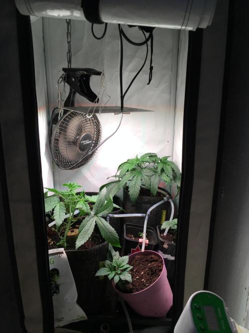 IZI Sour Blues Test seeds. Week 2