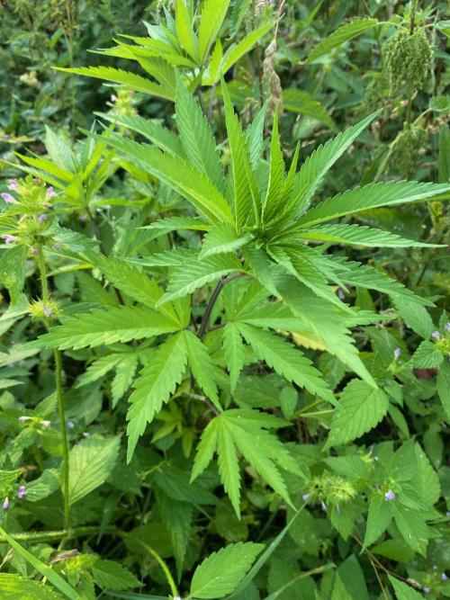 SweetSeeds x Simplex giwevay in Outdoor. Week 13 - photoperiod