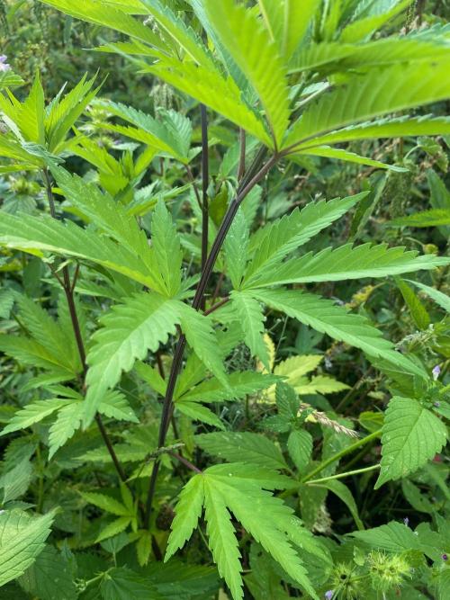 SweetSeeds x Simplex giwevay in Outdoor. Week 13 - photoperiod