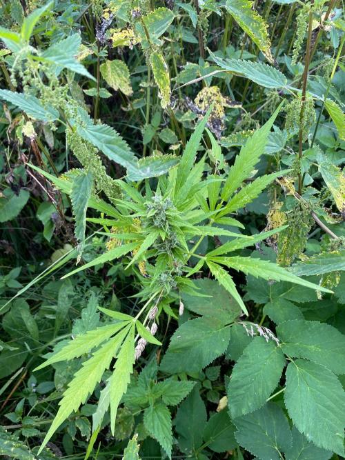 SweetSeeds x Simplex giwevay in Outdoor. Week 13 - autoflowering