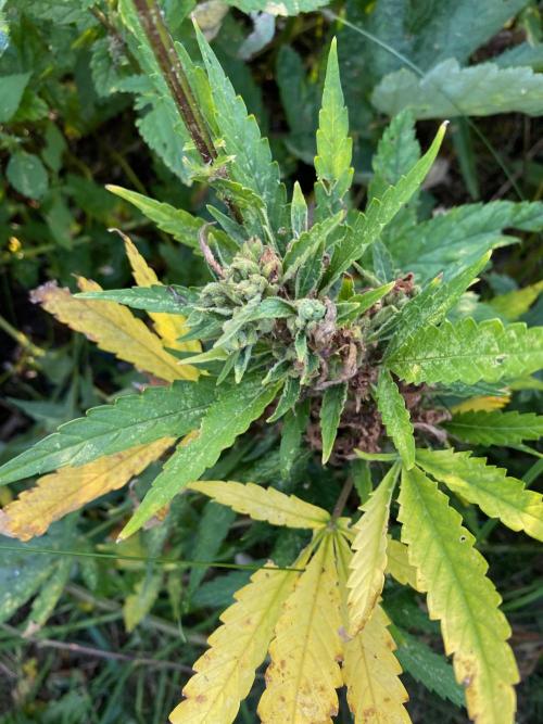 SweetSeeds x Simplex giwevay in Outdoor. Week 13 - autoflowering