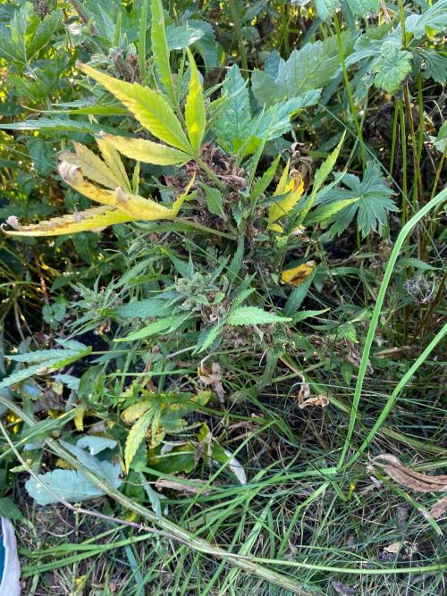 SweetSeeds x Simplex giwevay in Outdoor. Week 13 - autoflowering