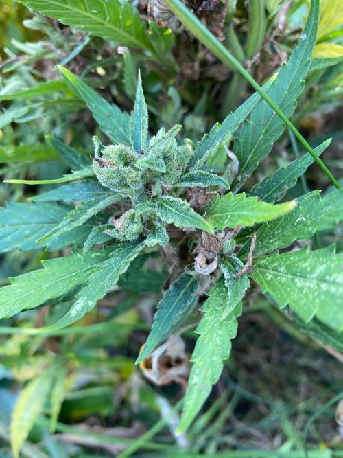 SweetSeeds x Simplex giwevay in Outdoor. Week 13 - autoflowering