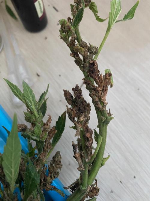 SweetSeeds x Simplex giwevay in Outdoor. Week 14