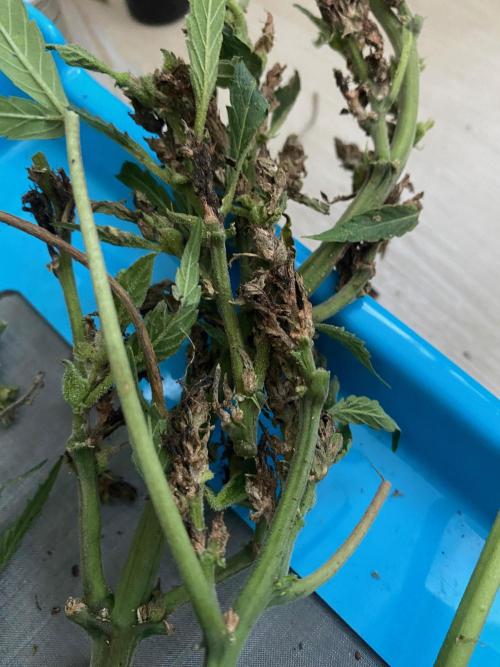 SweetSeeds x Simplex giwevay in Outdoor. Week 14