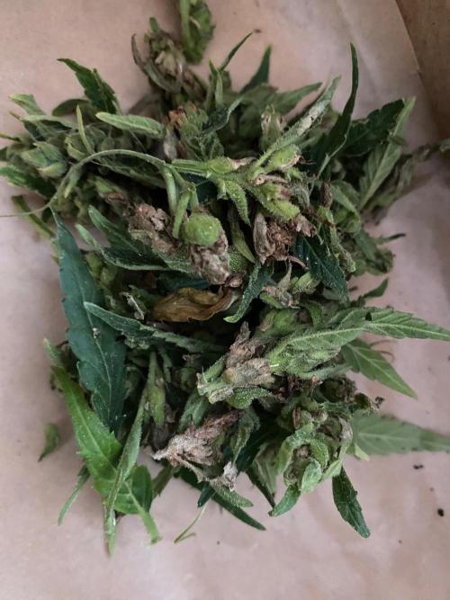 SweetSeeds x Simplex giwevay in Outdoor. Week 14