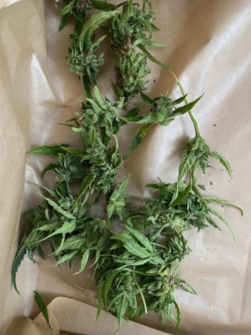 SweetSeeds x Simplex giwevay in Outdoor. Week 14
