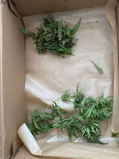 SweetSeeds x Simplex giwevay in Outdoor. Week 14
