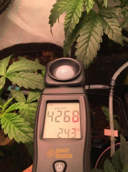 IZI Sour Blues Test seeds. Week 3 - 30 cm