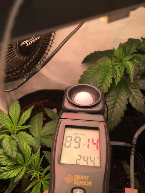 IZI Sour Blues Test seeds. Week 3 - 10 cm