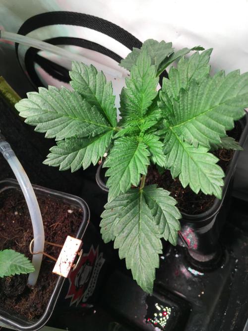 IZI Sour Blues Test seeds. Week 3 - Before trimming