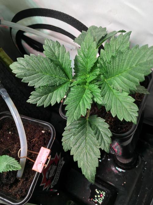 IZI Sour Blues Test seeds. Week 3