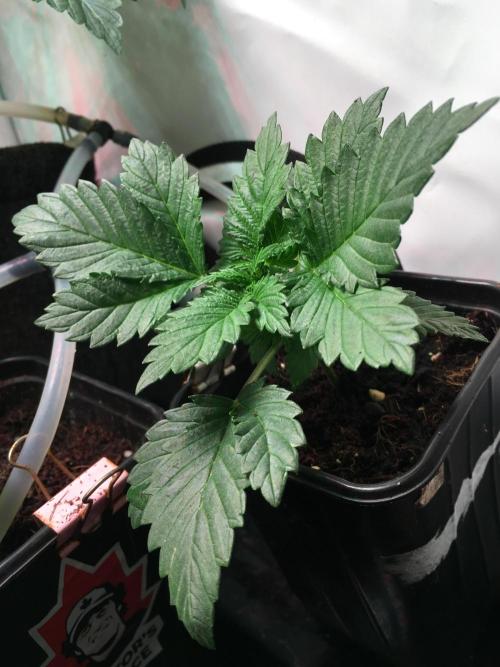 IZI Sour Blues Test seeds. Week 3