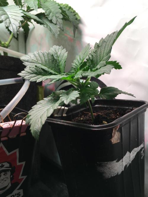IZI Sour Blues Test seeds. Week 3