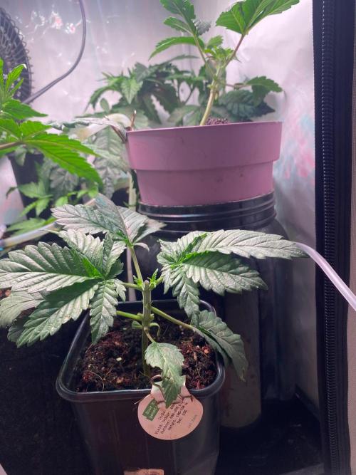 IZI Sour Blues Test seeds. Week 3 - After trimming