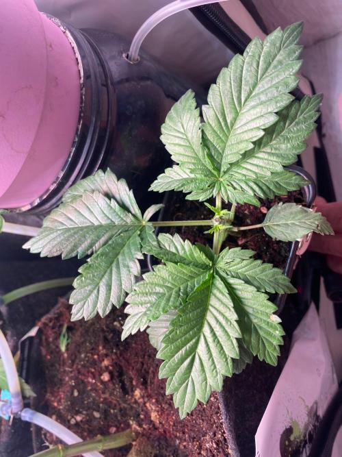 IZI Sour Blues Test seeds. Week 3 - End of the week