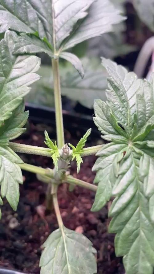 IZI Sour Blues Test seeds