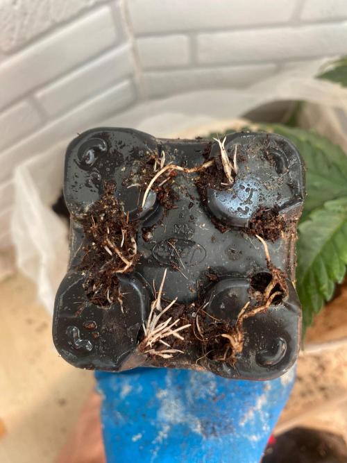 IZI Sour Blues Test seeds. Week 4